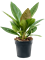Anthurium elipticum 'Jungle' hybriden - Foto 76167