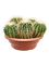 Echinocactus grusonii - Foto 76248
