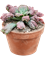 Echeveria 'Pulvinata' - Foto 76250