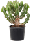 Euphorbia fortissima (65-75) - Foto 76267