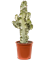 Euphorbia ingens marmorata - Foto 76270