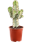 Euphorbia ingens marmorata - Foto 76271