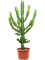 Euphorbia lactea - Foto 76277