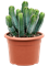 Euphorbia resinifera - Foto 76279