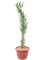 Euphorbia stenoclada - Foto 76280