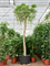 Euphorbia tirucalli - Foto 76284