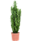 Euphorbia trigona - Foto 76287