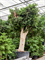 Ficus microcarpa ‘Nitida’ - Foto 76317