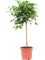 Ficus microcarpa ‘Nitida’ - Foto 76325