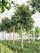 Ficus elastica 'Robusta' (300-400) - Foto 76334