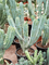Myrtillocactus geometrizans - Foto 76371