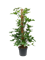 Philodendron pedatum - Foto 76403