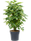 Schefflera arboricola 'Compacta' - Foto 76471