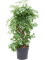 Schefflera arboricola 'Compacta' - Foto 76472