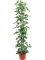 Schefflera arboricola 'Compacta' - Foto 76474