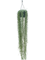 Senecio blue pickle - Foto 76492