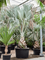 Bismarckia nobilis (500-600) - Foto 76556