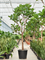 Ficus lyrata (250-350) - Foto 76579