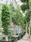 Ficus macrophylla - Foto 76580