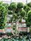 Ficus microcarpa 'Nitida' (450-500) - Foto 76592