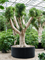 Ficus microcarpa 'Nitida' - Foto 76594