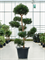 Podocarpus macrophyllus (200-260) - Foto 76606