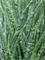 Sansevieria cylindrica 'Fernwood Mikado' 6/tray - Foto 76716