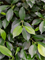 Ficus microcarpa ‘Nitida’ - Foto 76725
