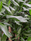 Dracaena fragrans 'White Stripe' 8/tray Head - Foto 76729