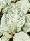 Aphelandra squarrosa 'White Wash' 6/tray - Foto 76736