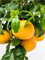 Citrus pompelmo 'Grapefruit' - Foto 76759