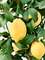 Citrus (Citrofortunella) lemon - Foto 76760
