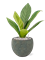 Anthurium elipticum 'Jungle' hybriden - Foto 76787