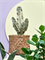 Euphorbia ingens marmorata - Foto 76825