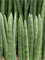 Sansevieria cylindrica 'Fan' 4/tray - Foto 76867