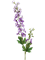 Delphinium Purple - Foto 76935