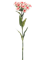 Dianthus Pink - Foto 76967
