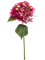 Hydrangea Fuchsia - Foto 76972