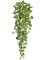 Ivy Green Variegated Bush (FR) - Foto 76999