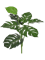 Split Philodendron Bush (FR) - Foto 77010