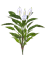 Spathiphyllum Bush (FR) - Foto 77011