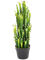 Euphorbia Trigona Cactus Toef (64 cm) - Foto 77029