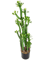 Euphorbia Roylena Cactus Toef (118 cm) - Foto 77030