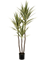 Yucca Variegated Tree De Luxe (160 cm) - Foto 77069