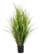 Reed Grass (110 cm) - Foto 77078