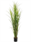 Reed Grass (165 cm) - Foto 77079