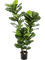 Ficus Lyrata Tree (130 cm) - Foto 77082