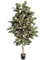 Ficus Elastica Variegated Tree (140 cm) - Foto 77084