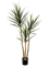 Yucca Tree De Luxe (160 cm) - Foto 77105