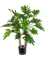 Philodendron Bush (FR) - Foto 77155